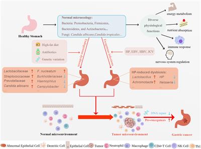 The role of microbiota in the development and treatment of gastric cancer